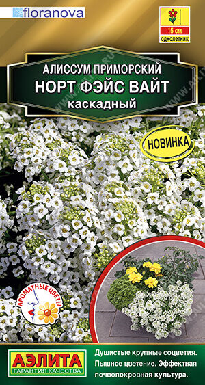 Алиссум Норт фэйс вайт каскадный