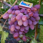 Виноград сорт Сенсация Ранний (100-110 дней)