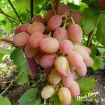 Виноград сорт Геракл Очень ранний (95-105 дней)