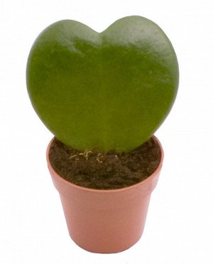 Хойя Керри Диаметр 6 
Высота: 14

Хойя керри имеет много необычных наименований, например, «зеленое сердце» или «валентинка». Это объясняется оригинальной формой его листьев – в форме сердечка. Символ