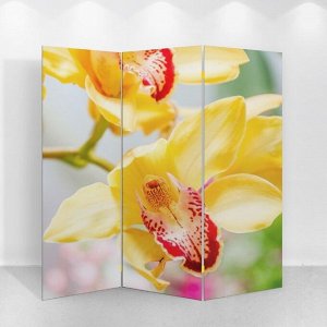Ширма "Орхидеи", 150 х 160 см