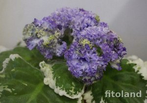 НД-Тортуга Густомахровые, рюшастые бело-голубые цветы-розочки очень плотной фактуры контрастно смотрятся на слегка волнистой пестролистной розетке.
 Красивый сорт!