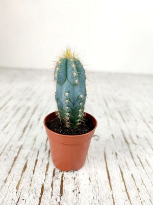 Кактус Cactus