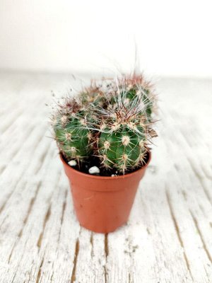 Кактус Cactus