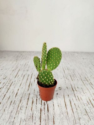 Кактус Cactus