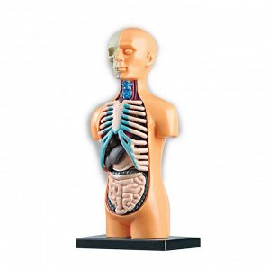 Эврики Научный опыт «Анатомия человека»