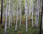 Берёзки молодые