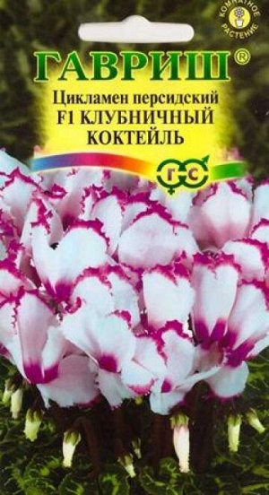 Цикламен Клубничный коктейль (Код: 82728)