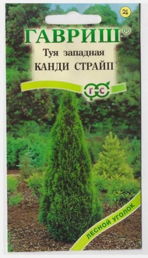 Туя Западная Канди Страйп (Код: 12156)