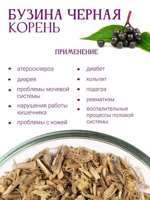 Бузина черная корень