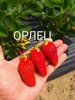 Клубника ОРЛЕЦ; Цена за 4 стакана 0,5л!  Ранняя. Вкусная. Необычной формыЗимостойкая. Устойчивая к болезням и вредителям