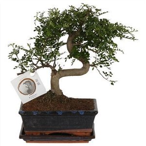 Зантоксилум (перечное дерево) бонсай