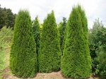 Туя западная (Thuja occidentalis Smaragd) C2