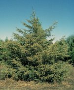 Можжевельник виргинский Juniperus virginiana