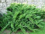 Можжевельник казацкий Juniperus sabina Tamariscifolia