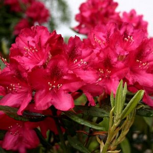 Азалия/Рододендрон (Rhododendron Nova Zembla)