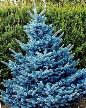 Ель колючая (Picea pungens Super Blue) C2