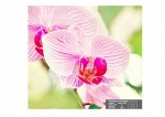 Фотообои СИМФОНИЯ Розовая орхидея