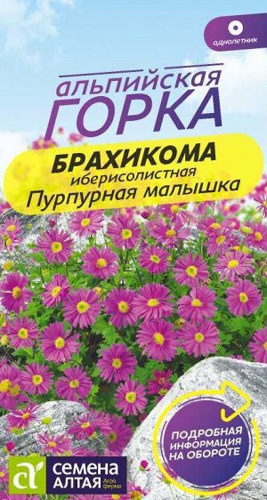 Брахикома Пурпурная малышка 0,05гр Альпийская горка