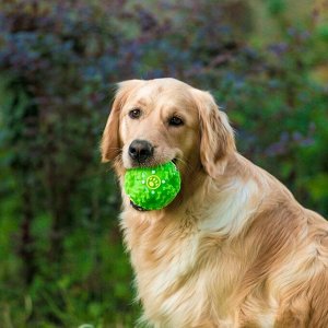 Квакающий мяч для собак большой, жёсткий, 9,5 см, зелёный