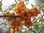 Облепиха Превосходная (коробка) 1шт (Сиб сад)