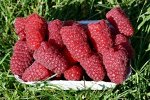 Малина Малиновая гряда рем (коробка) 1шт (Сиб сад)