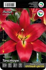 Лилия Тачстоун ОТ 13/14 10шт (Сиб сад)