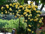 Роза Казино