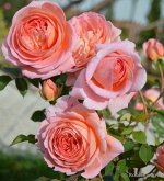 Роза Абрахам Дерби