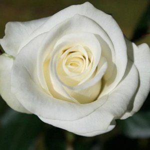 Роза Акито Цветок белый, махровый, среднего размера. По мере распускания цветков на лепестках появляются пятна и мазки. Побеги тонкие, прямые. Листья темно-зеленые, кожистые. Сoрт пригоден для срезки,