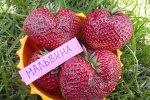 Мальвина