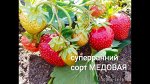 Земляника медовая