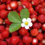Саженцы земляники, клубники, малины🍓