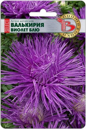 Астра китайская Валькирия Виолет Блю 30шт Биотехника
