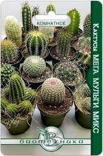 Кактусы Мега Мульти Микс 35 шт.Уникальная подборка видовых кактусов для домашнего хобби