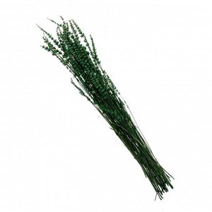 Сухоцвет «Лаванда узколистная», зелёный, 50 -100 г в упаковке