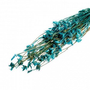Сухоцвет «Бадьян», синий, 50 г в упаковке