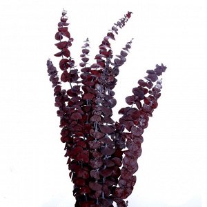Сухоцвет «Эвкалиптовое дерево», красный, 10 шт. в упаковке
