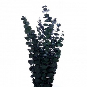 Сухоцвет «Эвкалиптовое дерево», зелёный, 10 шт. в упаковке