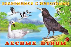 Лесные птицы