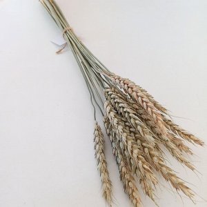 Пшеница, сухоцвет