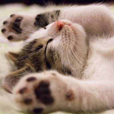 Товары для кошек купить. Совместные покупки на 100сп.