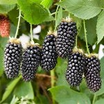 Ежевика Карака Блэк (коробка) 1шт (Сиб сад)