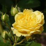 Роза флорибунда Анни Дюпрей