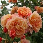 Роза плетистая Алоха