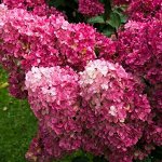 Гортензия метельчатая Самарская Лидия