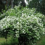 Чубушник лемуана Аваланш /Снежная Лавина