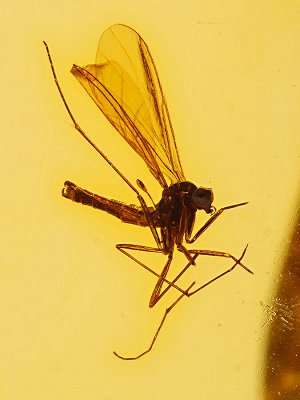 Сияющий кулон из натурального балтийского янтаря с включениями комариков «Клио»