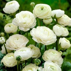 Лютик Ranunculus Spring Collection White   5\6
