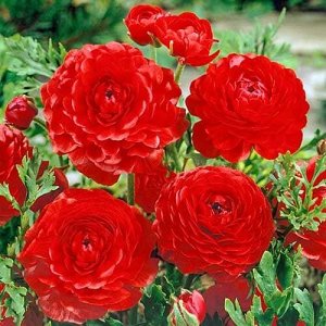 Лютик Ranunculus Spring Collection Red   5\6